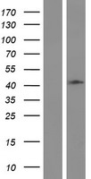HAUS4 Human Over-expression Lysate