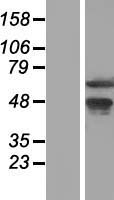 WDR13 Human Over-expression Lysate