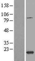 TXNL4B Human Over-expression Lysate