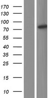 ANKHD1 Human Over-expression Lysate