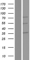 RUFY2 Human Over-expression Lysate