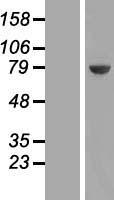 UCKL1 Human Over-expression Lysate