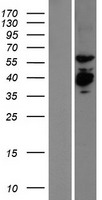 EXD2 Human Over-expression Lysate