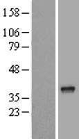 NKAPD1 Human Over-expression Lysate