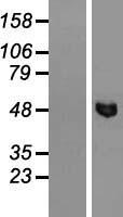 SMU1 Human Over-expression Lysate