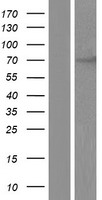 CHFR Human Over-expression Lysate