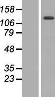 TTC17 Human Over-expression Lysate