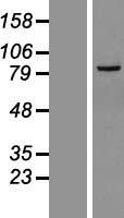 LRRC36 Human Over-expression Lysate