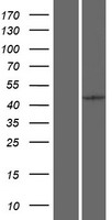 PCID2 Human Over-expression Lysate