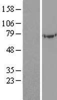 UBASH3A Human Over-expression Lysate