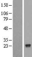 NUDT4 Human Over-expression Lysate