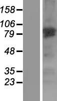 Ephexin 1 (NGEF) Human Over-expression Lysate