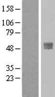 TMPRSS4 Human Over-expression Lysate