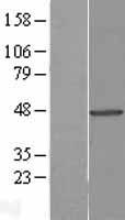 Tuftelin 1 (TUFT1) Human Over-expression Lysate