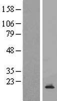 CDC42SE2 Human Over-expression Lysate
