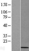 CDC42SE1 Human Over-expression Lysate