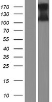 TMEM16B (ANO2) Human Over-expression Lysate