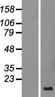 SLURP1 Human Over-expression Lysate