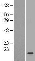 C3orf14 Human Over-expression Lysate