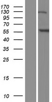 ANKFY1 Human Over-expression Lysate
