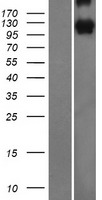 PCDH10 Human Over-expression Lysate