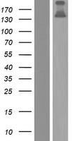 COL20A1 Human Over-expression Lysate