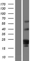 GPR107 Human Over-expression Lysate