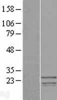 SSX3 Human Over-expression Lysate