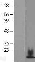 H2AC14 Human Over-expression Lysate