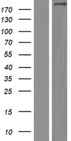 COL14A1 Human Over-expression Lysate
