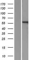 PPP3CB Human Over-expression Lysate