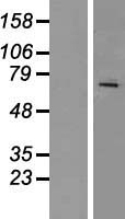 RAP1GDS1 Human Over-expression Lysate