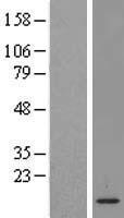 LSM2 Human Over-expression Lysate