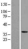 NFYA Human Over-expression Lysate