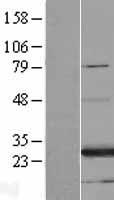 FAM3A Human Over-expression Lysate