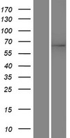 HPSE2 Human Over-expression Lysate