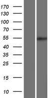 BRUNOL5 (CELF5) Human Over-expression Lysate