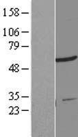 ZNF277 Human Over-expression Lysate