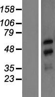 NXF3 Human Over-expression Lysate