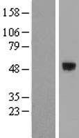 SMOC1 Human Over-expression Lysate