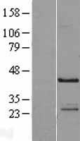 NECAB1 Human Over-expression Lysate