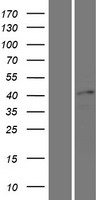 SOX17 Human Over-expression Lysate