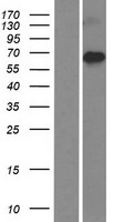 ZNFN1A4 (IKZF4) Human Over-expression Lysate