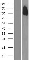 Cadherin 24 (CDH24) Human Over-expression Lysate