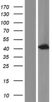 NDRG3 Human Over-expression Lysate