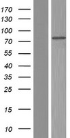 TMEM168 Human Over-expression Lysate
