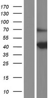 Probable hydrolase PNKD (PNKD) Human Over-expression Lysate
