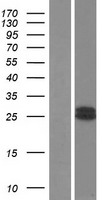GH2 Human Over-expression Lysate