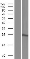 GH2 Human Over-expression Lysate