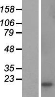 CSHL1 Human Over-expression Lysate